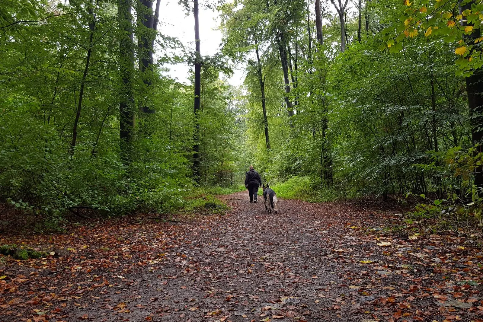 Life Coaching - therapeutische Arbeit und Training Life Coaching - therapeutische Arbeit und Training im Wald